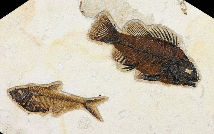 Fossil Fish (Cockerellites) & Diplomystus - Green River Formation #131202